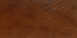 buckskin