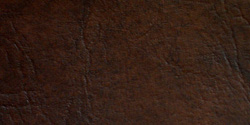 buckskin